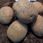 В Україні з’явився новий сорт картоплі для чіпсів – Наполеон