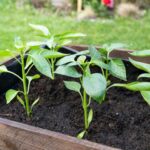 Як правильно загартовувати розсаду: їй не страшні нічні похолодання і раптові заморозки