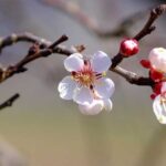 Сильні морози в Туреччині знищили виноградники та абрикосові сади