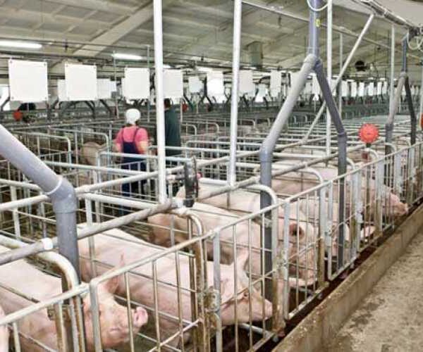 Більшість українських свинарів не поспішають нарощувати потужності