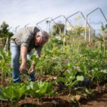 Секрети смачних овочів: як виростити найсолодшу моркву і найароматніші помідори