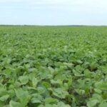 Хвороби сої: діагностичні проблеми та інноваційний захист — журнал Proposy