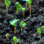 Вирощування руколи на підвіконні: просто і корисно