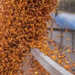 Фермери стримують продажі кукурудзи на тлі невизначеності на світовому ринку