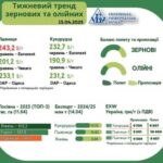 Тенденції ринку зернових та олійних з 8 по 14 квітня