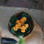 Толстянка, алое та інші: які кімнатні квіти потрібно пересаджувати в листопаді