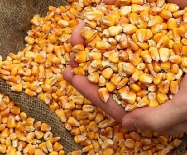 Недостатня пропозиція фуражної кукурудзи підтримує ціни