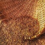 Світова торгівля зерном впала до найнижчого рівня з 2019 року – звіт ФАО