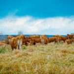 Дослідження розвінчує міф про те, що пасовищна яловичина є більш екологічною