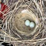 В Одеській області птах звив гніздо в агротехніці