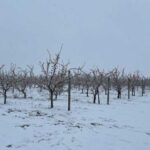 У Вінницькій області весняні заморозки пошкодили абрикоси та персики