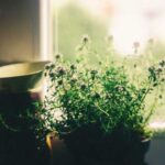 Кімнатні квіти виділяють корисні речовини, оздоровлюючі організм