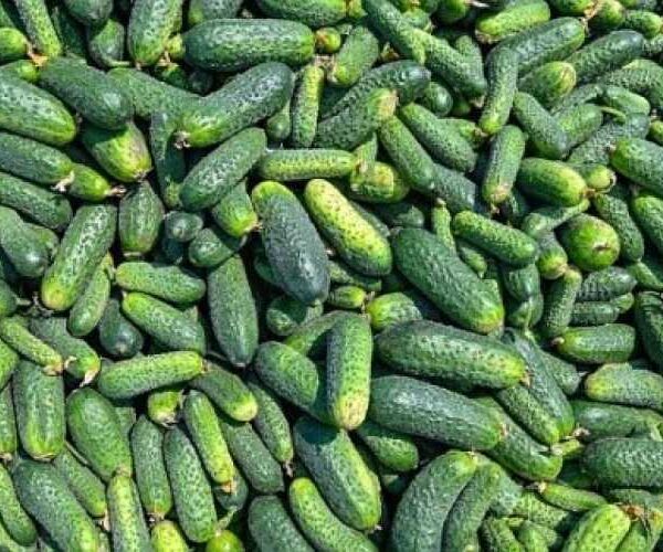 Виробники змушені знижувати ціни на огірки