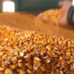 Ціни на фуражну кукурудзу падають через ситуацію в портах