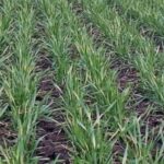 Озима пшениця на Харківщині активно відновлює вегетацію