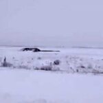 Морози на Херсонщині пошкодили сади, але сніг покращив ситуацію з посівами