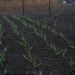 Багатодітні родини та переселенці на Сумщині отримали набори насіння для весняної сівби