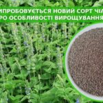 Випробовується новий сорт чіа, придатний для вирощування в Україні