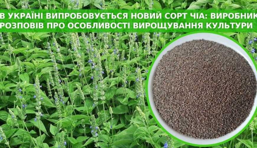 Випробовується новий сорт чіа, придатний для вирощування в Україні