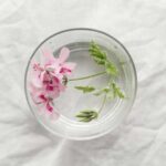 Помилки при укоріненні живців герані і як їх уникнути – квітникарям на замітку