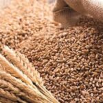 Ціни на кукурудзу, пшеницю та соняшник коливаються: як змінився ринок зерна та олійних