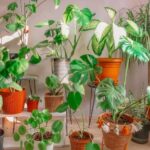 Які кімнатні рослини рекомендується пересаджувати в новий горщик навесні?