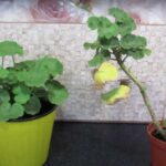 Від довгої палиці до пишного куща всього за 2 місяці – не викидайте перерослу герань