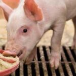 Значно зменшилось споживання білкових продуктів у свинарстві