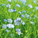 На Херсонщині шукають інвесторів для переробки льону та будівництва елеваторів