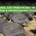 Невибагливо, але вигідно: чи є місце цесаркам в українському птахівництві?