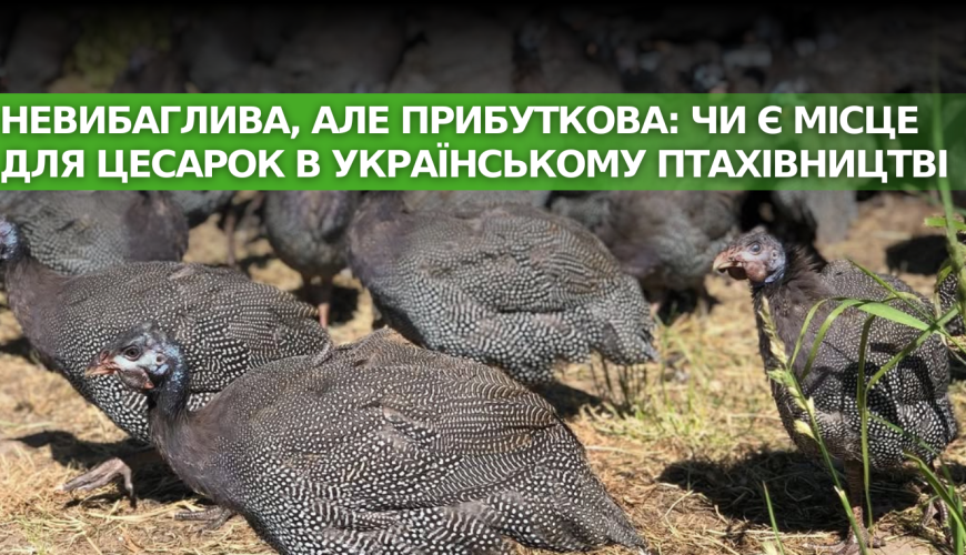 Невибагливо, але вигідно: чи є місце цесаркам в українському птахівництві?