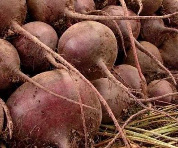 Столовий буряк: ціни не впадуть