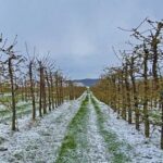 У Румунії морози знищили майже весь урожай кісточкових