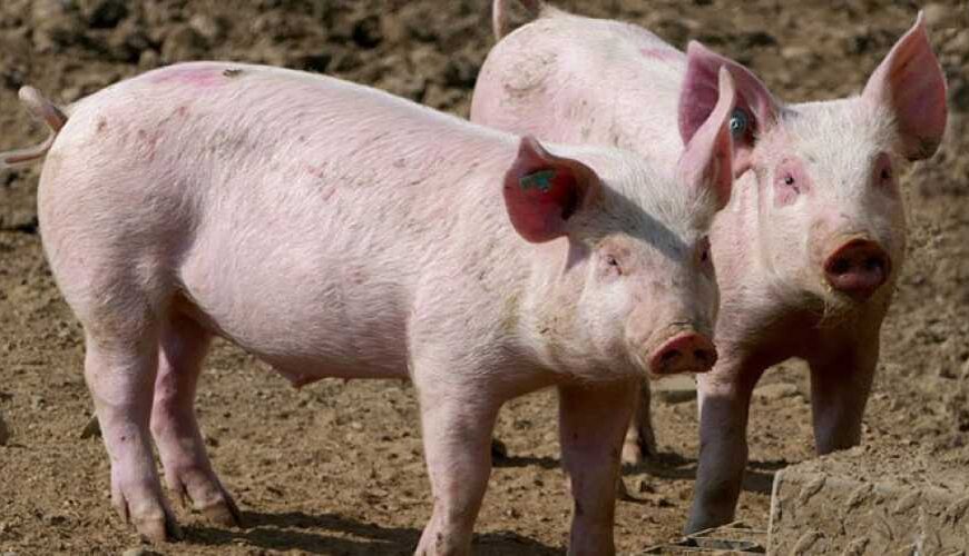 АЧС виявлено на свинофермі у Вінницькій області