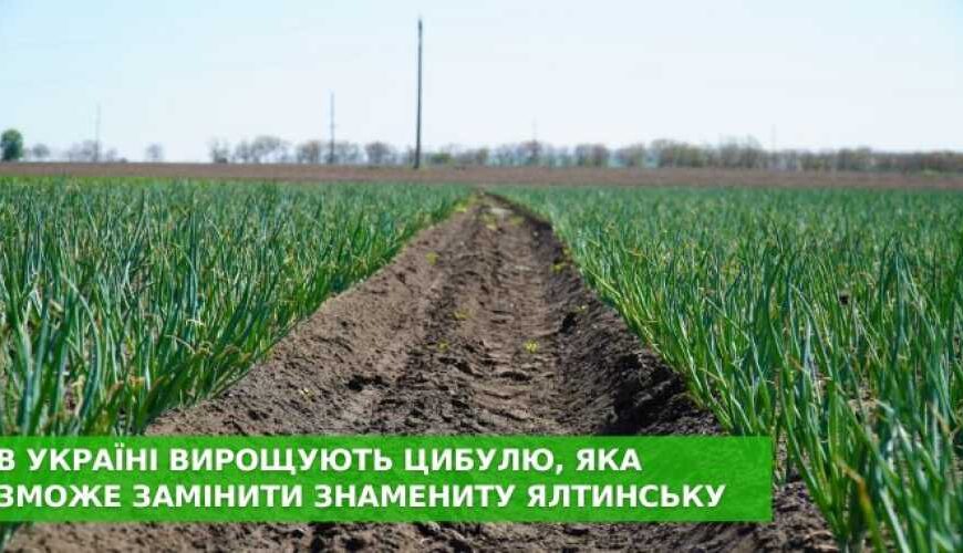 В Україні формується скупчення цибулі