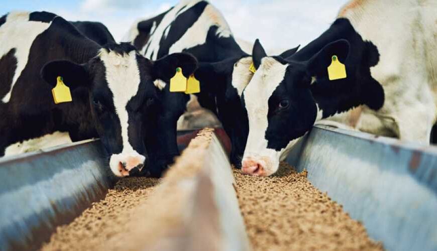 З початку року Україна експортувала худобу на 16 мільйонів доларів