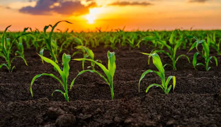 Штучний інтелект та генетика допомагають зменшити потребу в добривах для кукурудзи