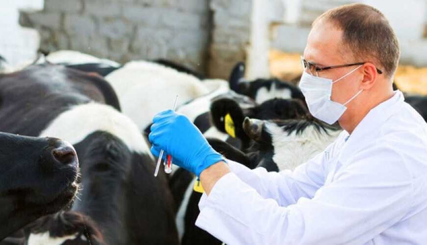 Українську ветеринарну медицину переведуть на стандарти ЄС