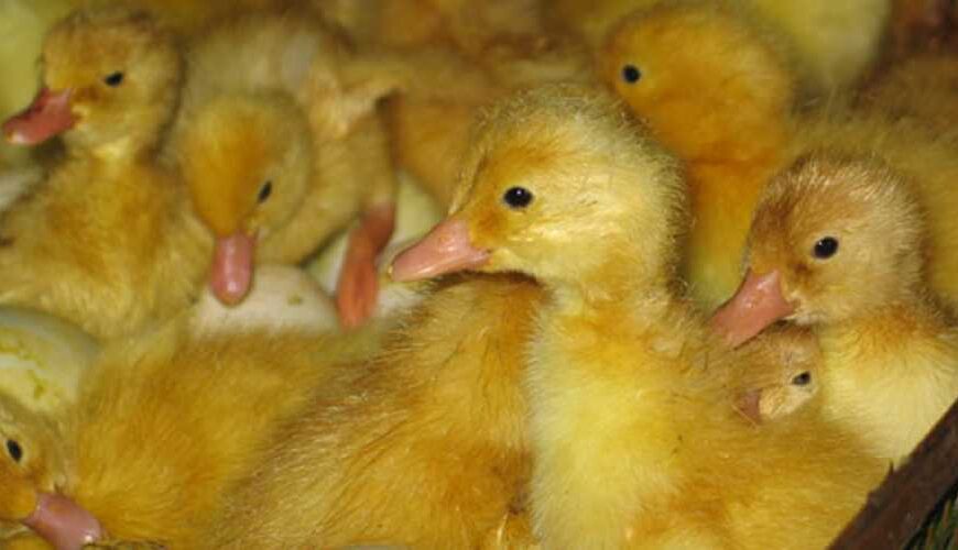 Україна збільшила закупівлі живої птиці за кордоном