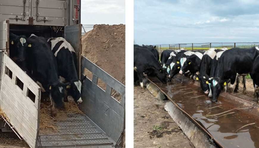 З Сумської області евакуювали понад 600 корів через російські обстріли