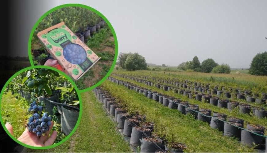 Не в землі, а в горщику. Інноваційна ферма в Житомирській області вирощує ягоди нетрадиційним методом