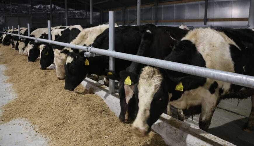 Поголів’я промислових корів продовжує зростати