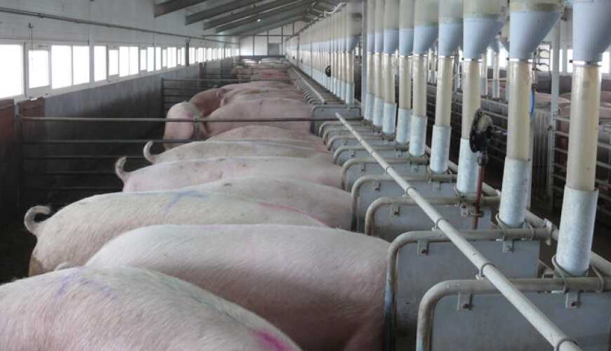 Як раціон свиней залежить від місця їх продажу