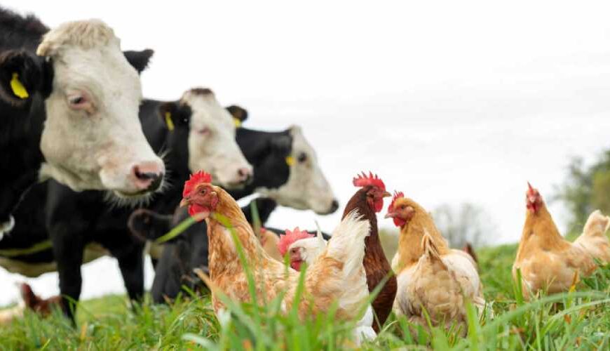 Пташиний грип досяг скотарських ферм у гірських районах США