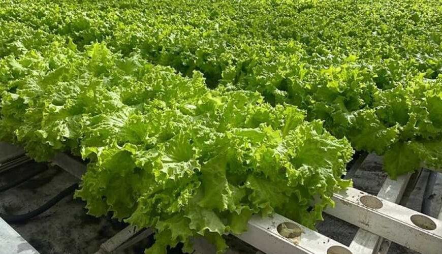 Нові нанотехнології можуть суттєво змінити сільськогосподарську практику в усьому світі