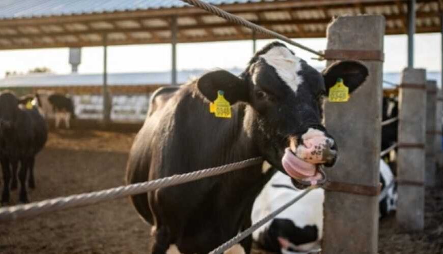 Молоко та м’ясо не можна продавати без документів, що підтверджують ідентифікацію тварин.