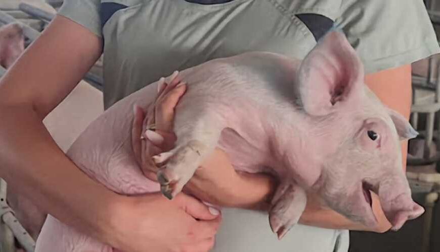 Найефективніший режим боротьби з аліментарною анемією у поросят