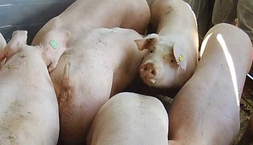 Фермерське господарство в Полтавській області придбало племінних ірландських свиней