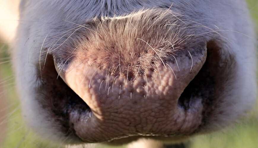 Виробництво яловичини в Україні продовжує скорочуватися