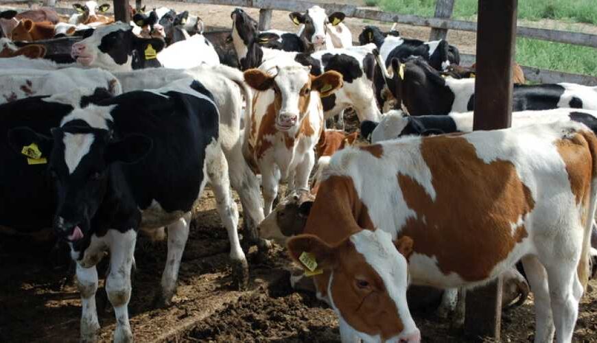 Україна скасовує заборону на імпорт з Німеччини через ящур